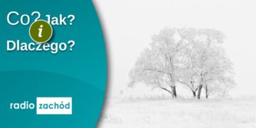 Jak pomagać ptakom zimą? Radio Zachód - Lubuskie