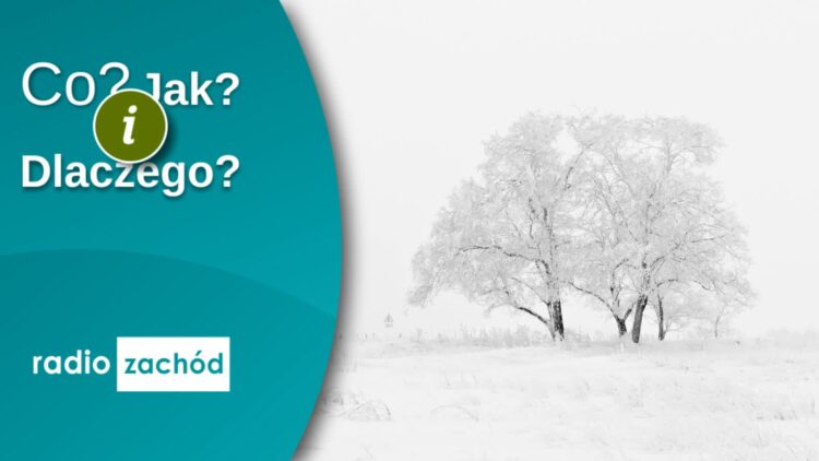 Jak pomagać ptakom zimą? 9 Jak pomagać ptakom zimą? Radio Zachód - Lubuskie