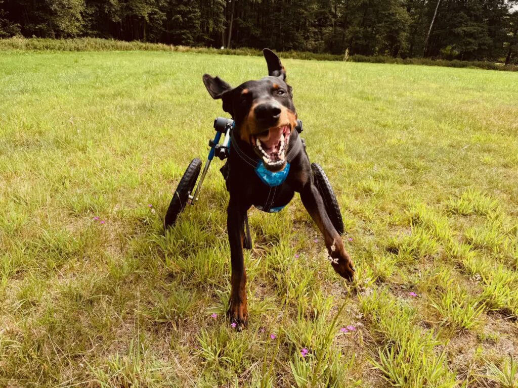 "Ares na wózku" reportaż Małgorzaty Nabel-Dybaś "Ares na wózku" reportaż Małgorzaty Nabel-Dybaś Radio Zachód - Lubuskie