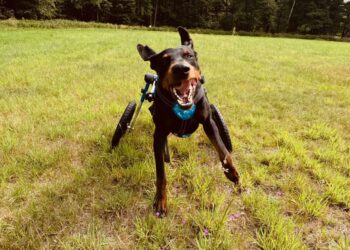 "Ares na wózku" reportaż Małgorzaty Nabel-Dybaś 10 "Ares na wózku" reportaż Małgorzaty Nabel-Dybaś Radio Zachód - Lubuskie