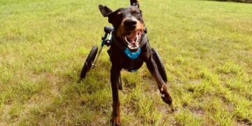 "Ares na wózku" reportaż Małgorzaty Nabel-Dybaś Radio Zachód - Lubuskie