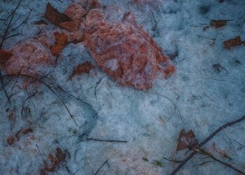 Ogromne ilości mięsa wyrzucone do lasu. Sprawca przyznał się do winy 13 Wyrzucone mięso stanowi ogromne zagrożenie epidemiologiczne. Fot. archiwum Nadleśnictwa Krościenko