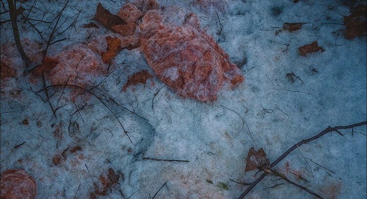 Wyrzucone mięso stanowi ogromne zagrożenie epidemiologiczne. Fot. archiwum Nadleśnictwa Krościenko
