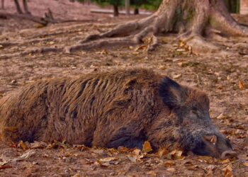 Zdjęcie ilustracyjne. Fot. Pixabay