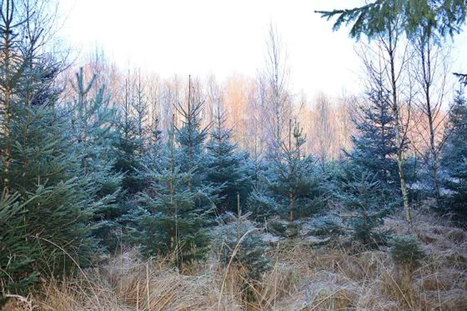 W Sławie podsumowano Plan Urządzania Lasu