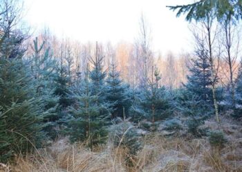 Kradzież choinki z lasu jest nieopłacalna 14 choinki w lesie