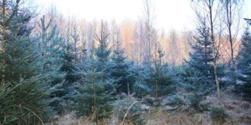 Kradzież choinki z lasu jest nieopłacalna 10 choinki w lesie