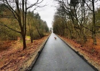 Budowa ścieżek rowerowych w powiecie wschowskim 11 ścieżka rowerowa