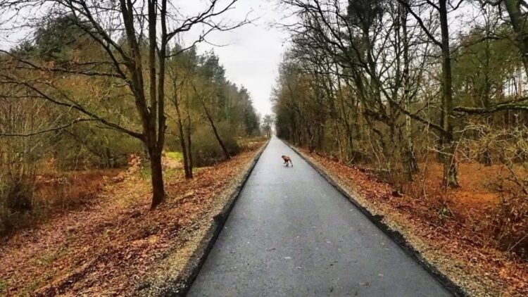 Budowa ścieżek rowerowych w powiecie wschowskim 9 ścieżka rowerowa