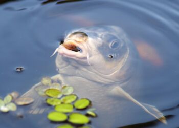 Hodowle karpi. Co wesprze odporność? 10 fot. Pixabay