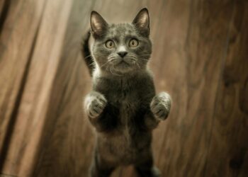 Jakie korzyści daje podawanie kotu mokrej karmy w porcjach? 13 Jakie korzyści daje podawanie kotu mokrej karmy w porcjach? Radio Zachód - Lubuskie