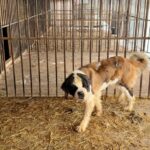 Bernardyn z Bolimowa fot. Fundacja Judyta