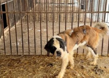 Bernardyn z Bolimowa fot. Fundacja Judyta