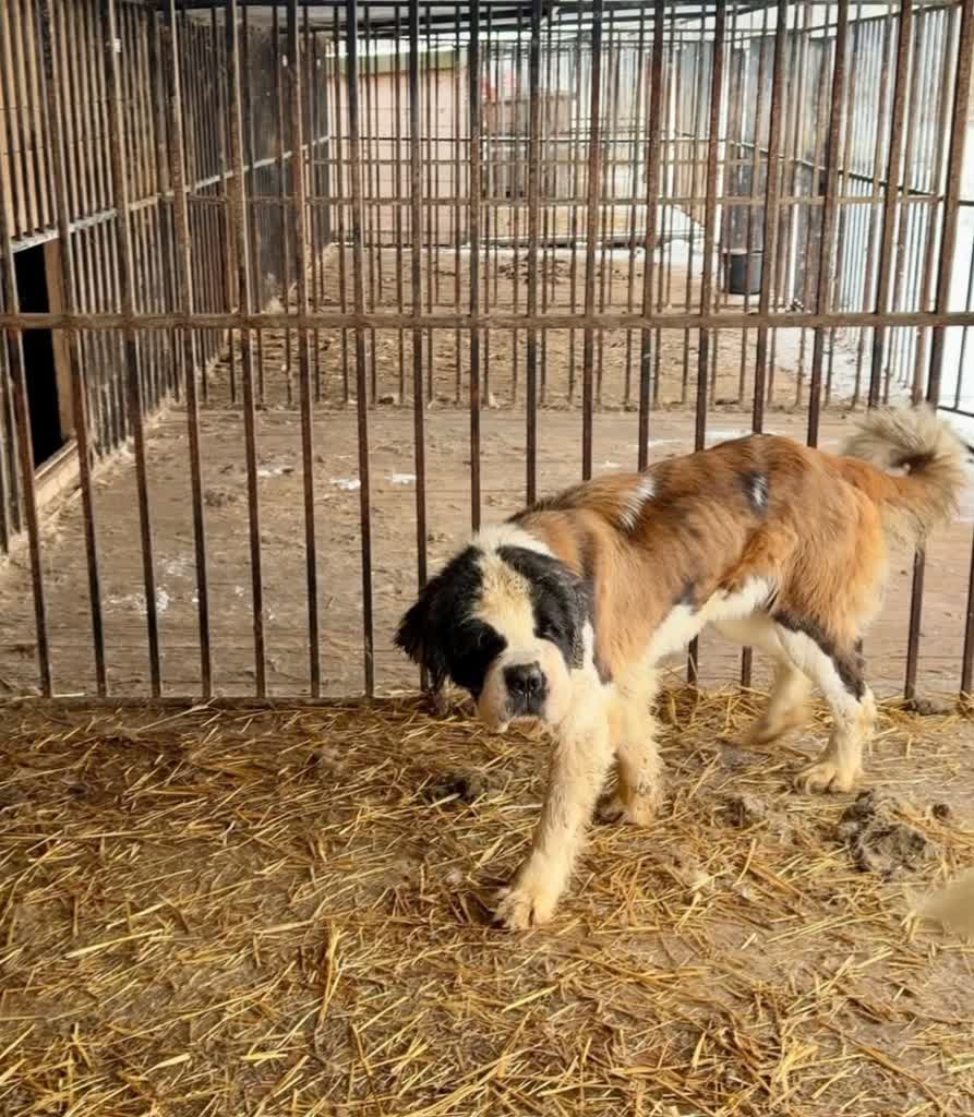 Dramat bernardynów z hodowli Związku Kynologicznego