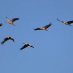 Żurawie fot.Arek Oleksiak