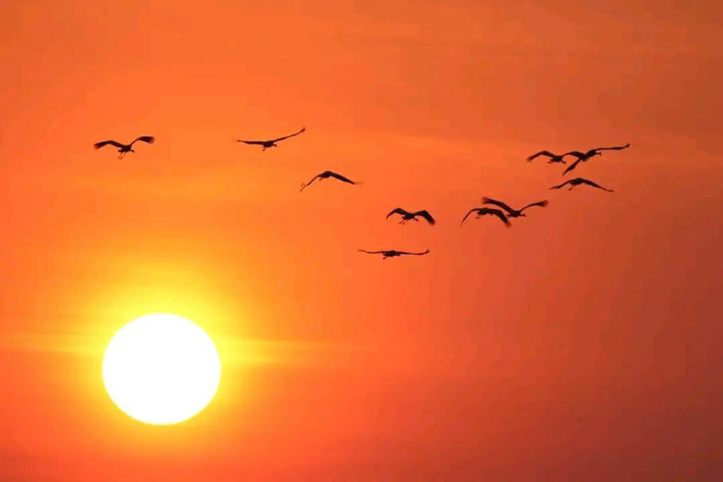 Żurawie na tle zachodu słońca fot.A.Oleksiak