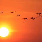 Żurawie na tle zachodu słońca fot.A.Oleksiak