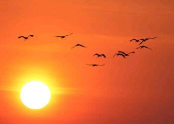 Żurawie na tle zachodu słońca fot.A.Oleksiak