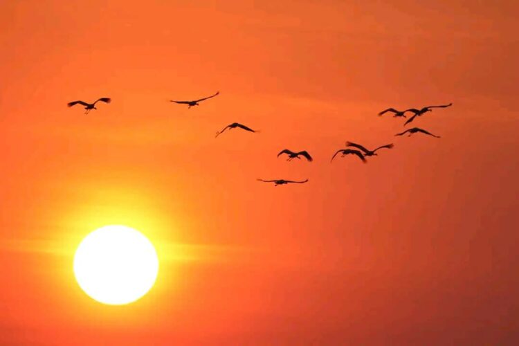 Żurawie na tle zachodu słońca fot.A.Oleksiak