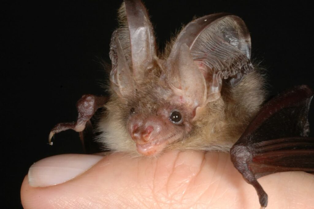 Fot. https://bunkry.pl/historia-ochrony-nietoperzy-w-miedzyrzeckim-rejonie-umocnionym/#