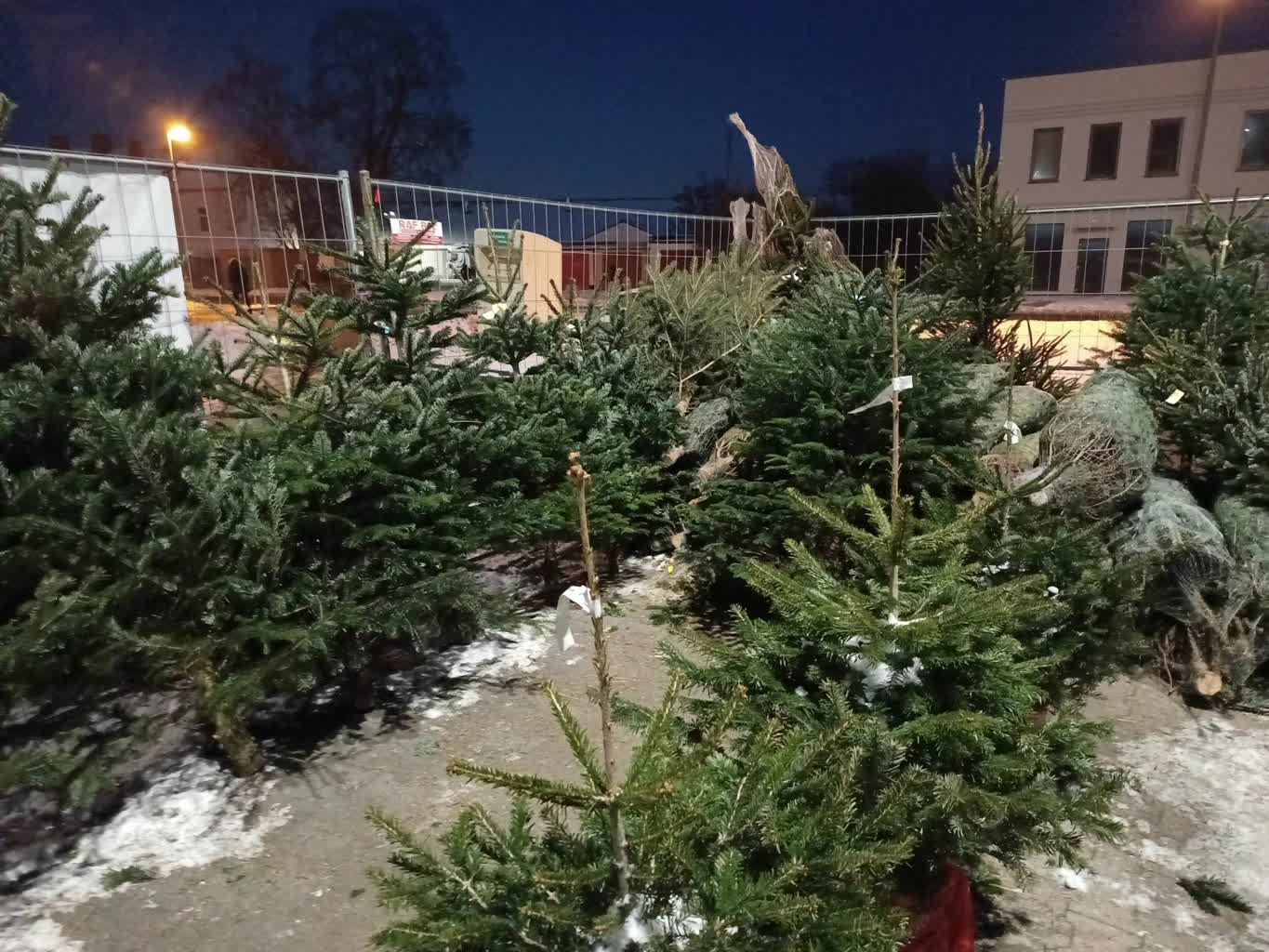 Żary przyjmą choinki od mieszkańców