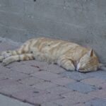 Zdjęcie ilustracyjne. Fot. Pixabay