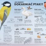 archiwum Lasy Państwowe