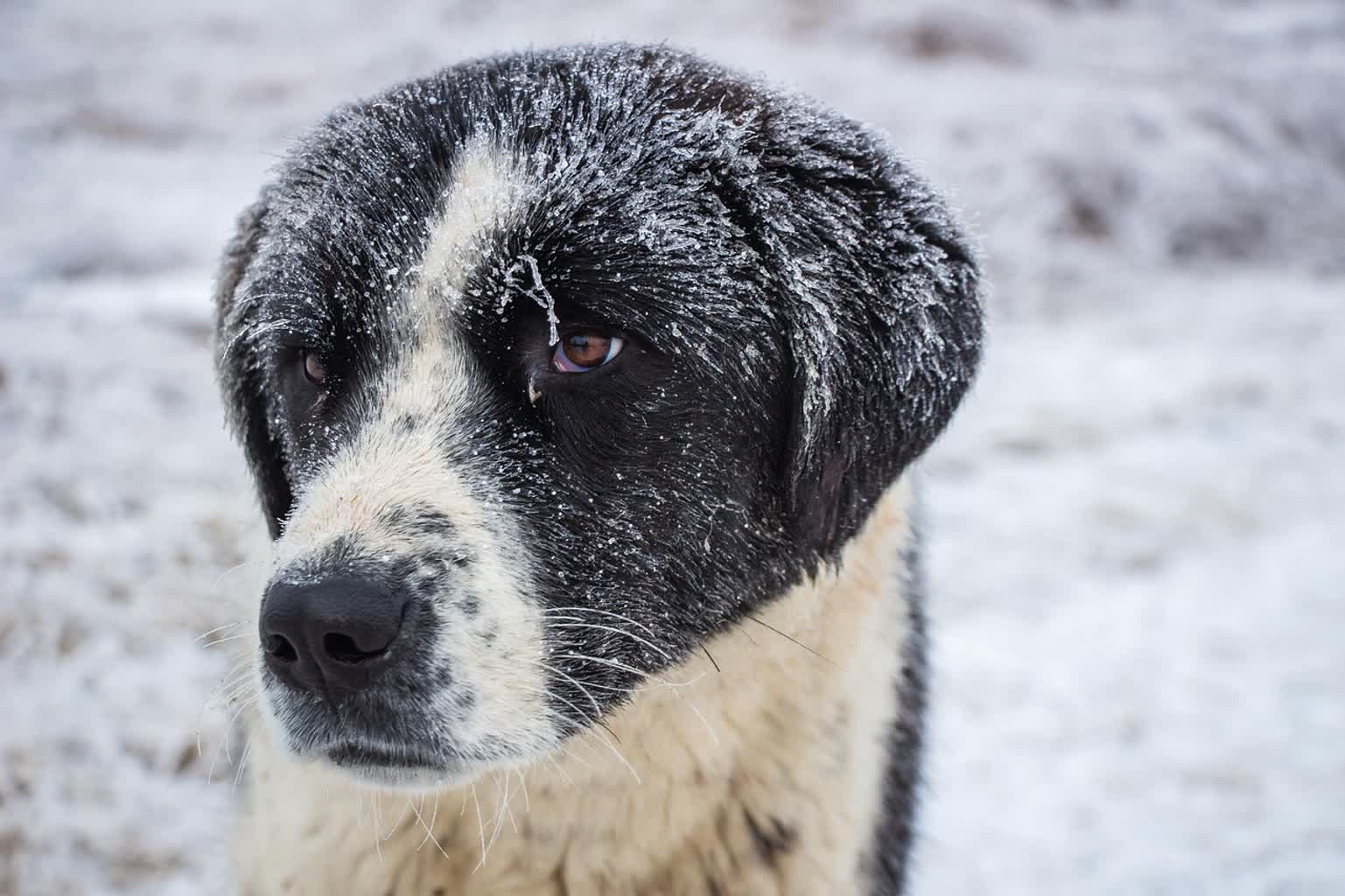 Zadbaj o ciepły kąt dla psa