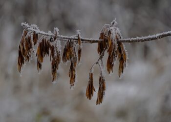 Zdjęcie ilustracyjne. Fot. Pixabay