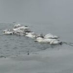 Chore łabędzie fot. Arkadiusz Oleksiak