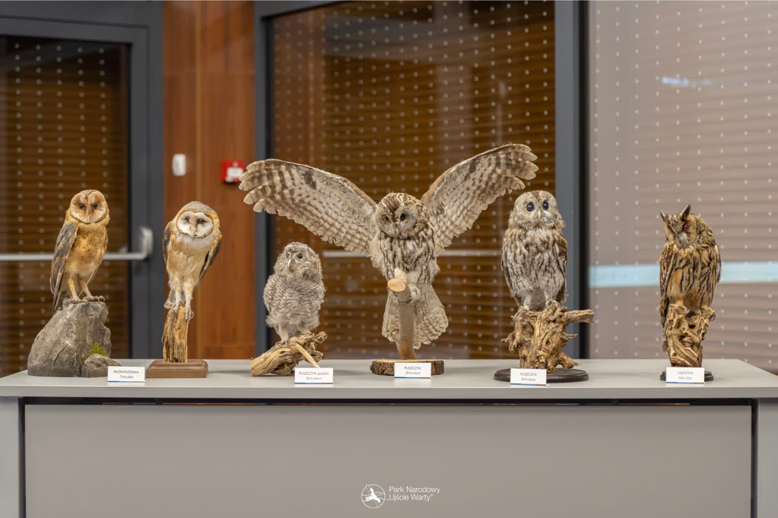 Noc Sów w Parku Narodowym „Ujście Warty” – realizowane są zapisy