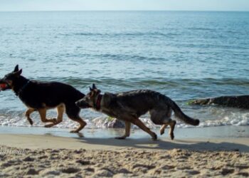 Fidżi i Zefir fot. J. Dąbrowska