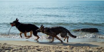 Fidżi i Zefir fot. J. Dąbrowska