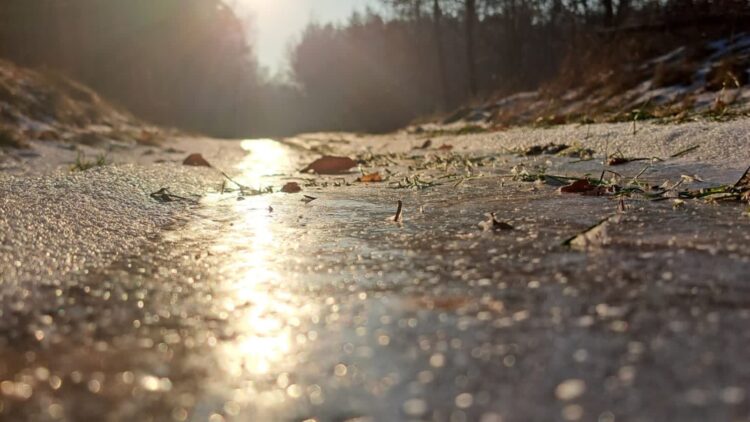 Fot. Nadleśnictwo Kłodawa/FB