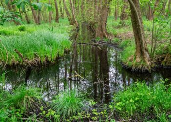fot. Park Narodowy Ujście Warty