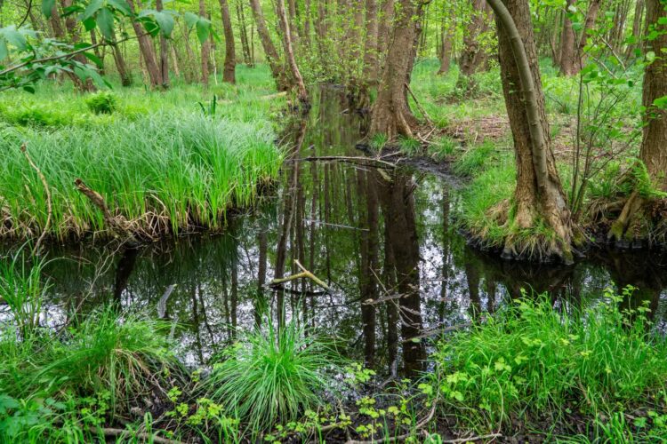 fot. Park Narodowy Ujście Warty