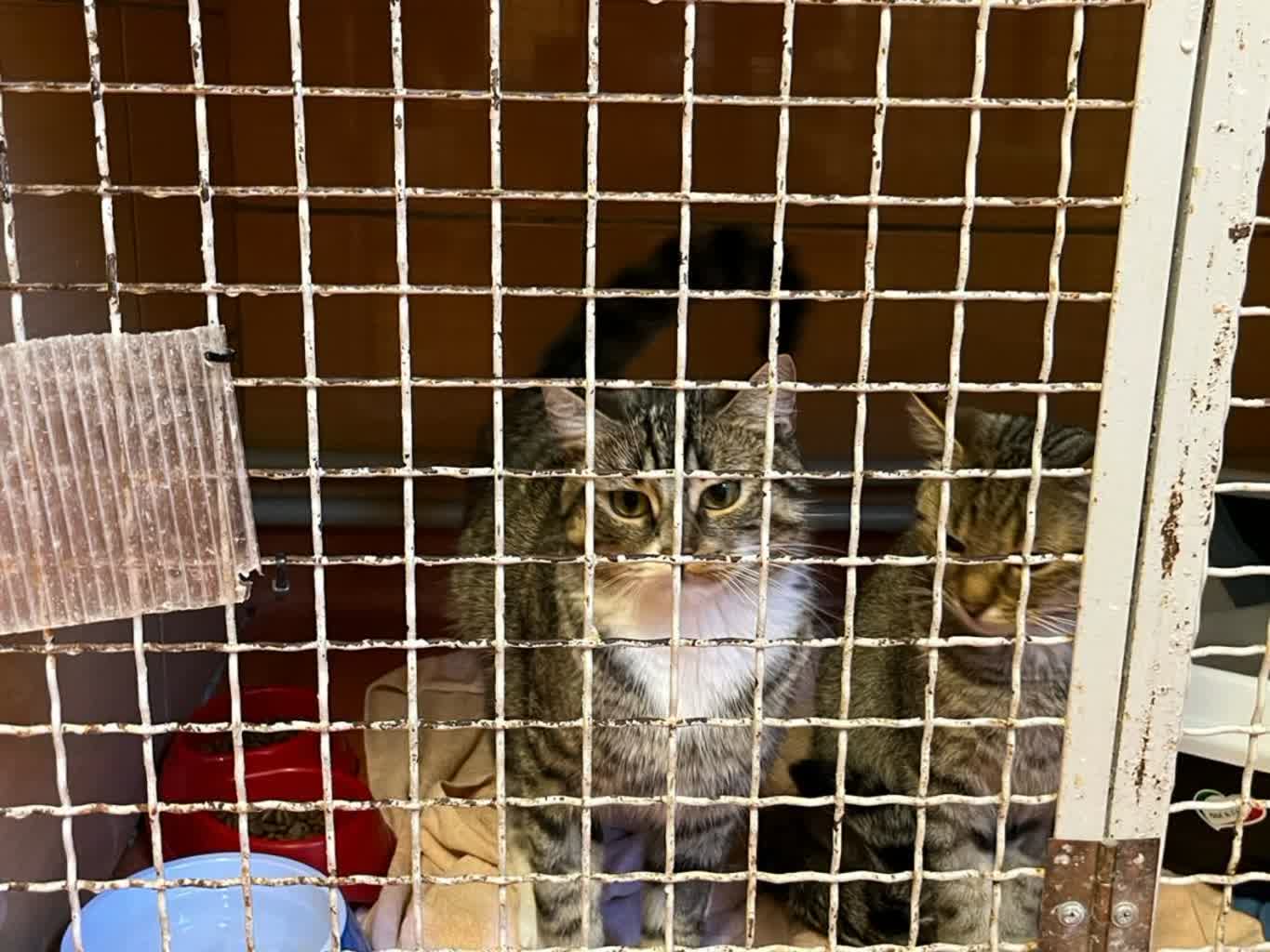 Wracają adopcje w zielonogórskim schronisku