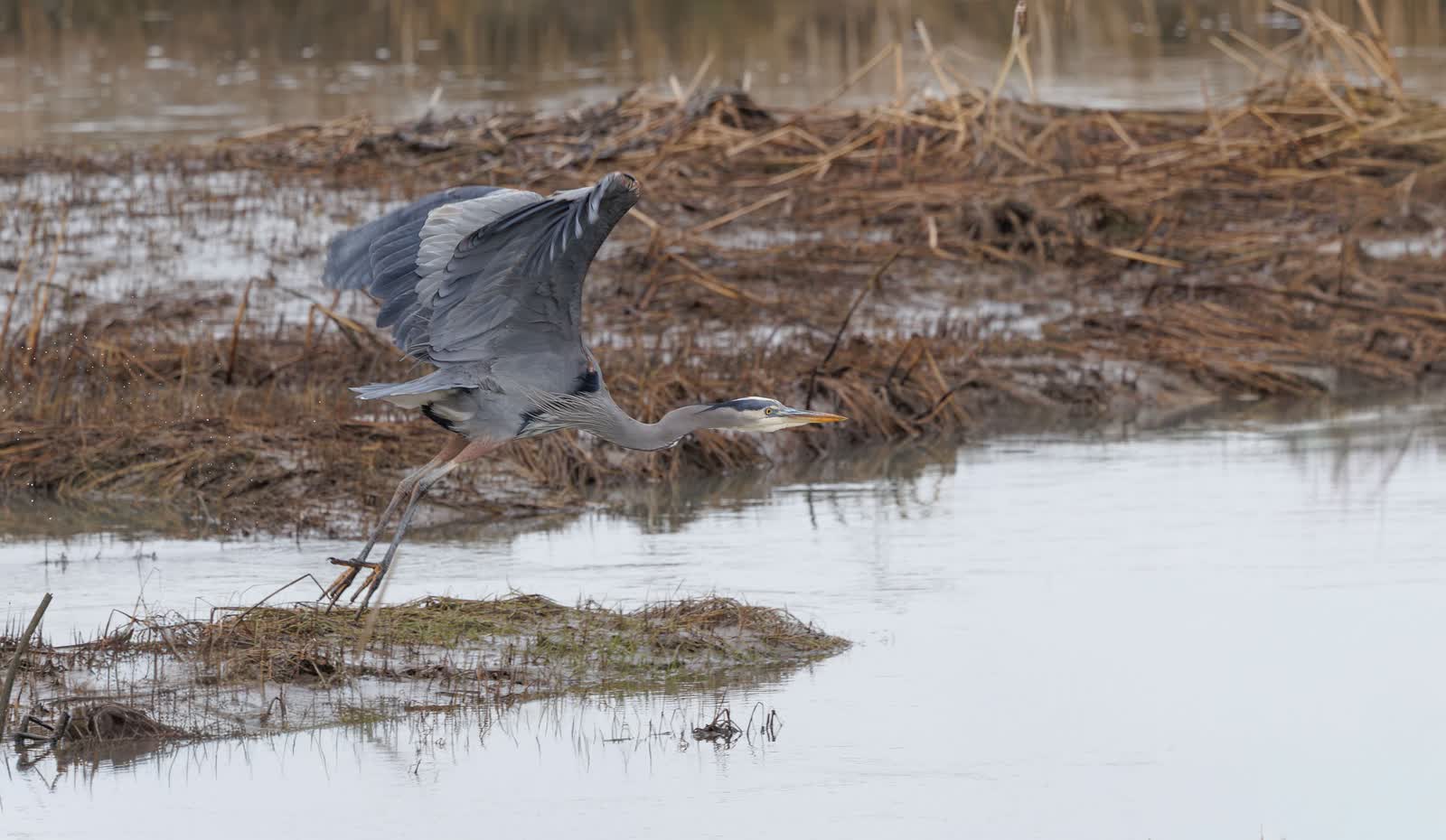 Dzień mokradeł, ptaki w zimowym ogrodzie