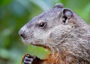 Zdjęcie ilustracyjne. Fot. Pixabay