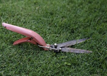 zdjęcie ilustracyjne/Pixabay