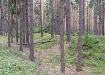 fot. M. Boryna - Biuro Turystyki i Edukacji Regionalnej UM Szprotawa