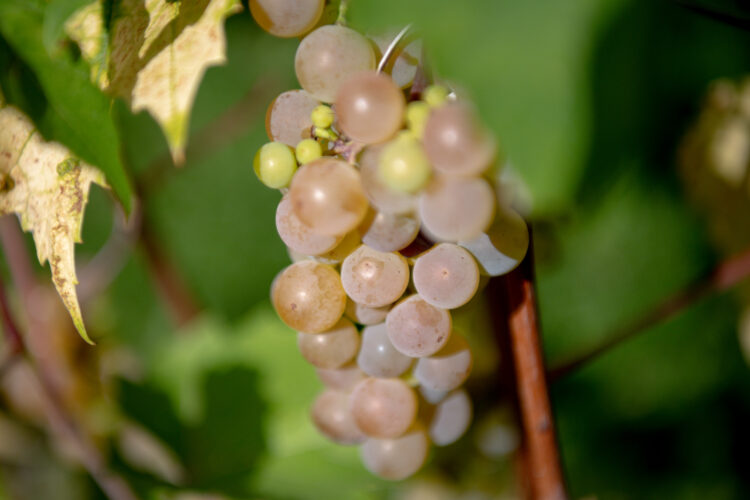 Krzysztof Filmanowicz