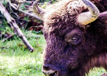 Zdjęcie ilustracyjne. Fot. Pixabay