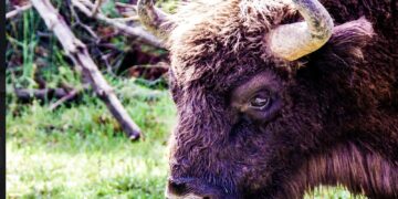 Zdjęcie ilustracyjne. Fot. Pixabay