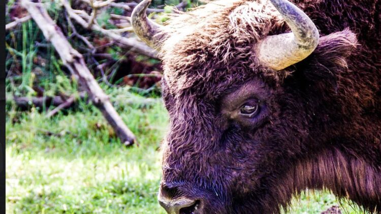 Zdjęcie ilustracyjne. Fot. Pixabay