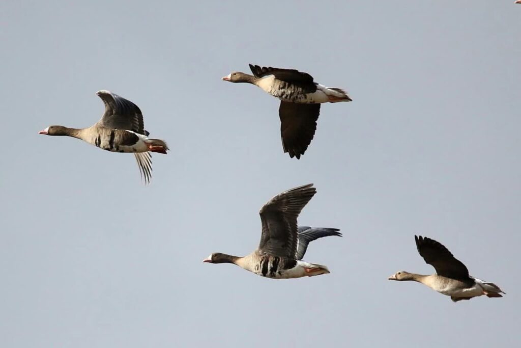 Przeloty fot. P. Czechowski