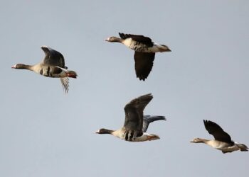 Przeloty fot. P. Czechowski