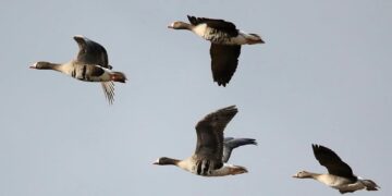 Przeloty fot. P. Czechowski