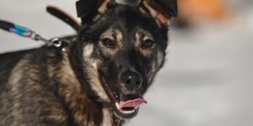 zdjęcie ilustracyjne/Pixabay