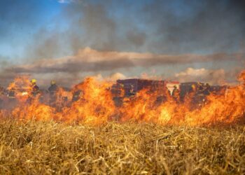 zdjęcie ilustracyjne/Pixabay